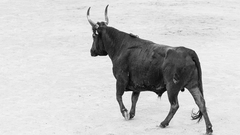 Course Camarguaise d'Entrainement et CONVENTION PARTENARIAT SMCG-FFCC
